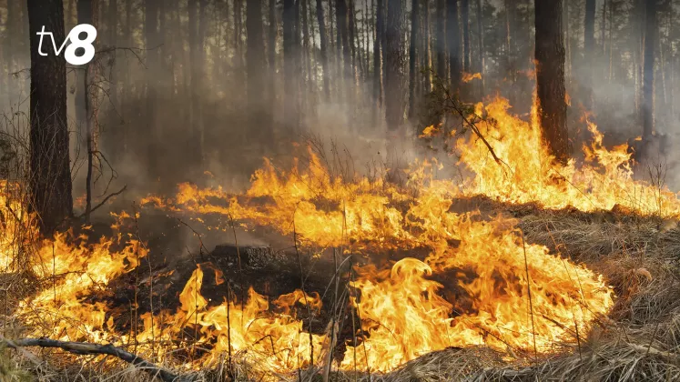 incendii vegetatie padure