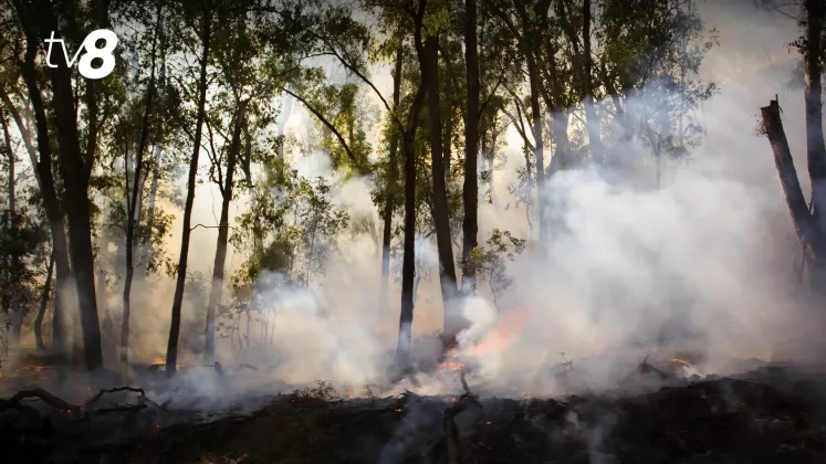 incendii vegetatie padure 1