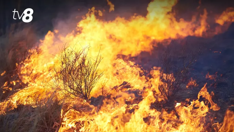 incendii vegetatie 1