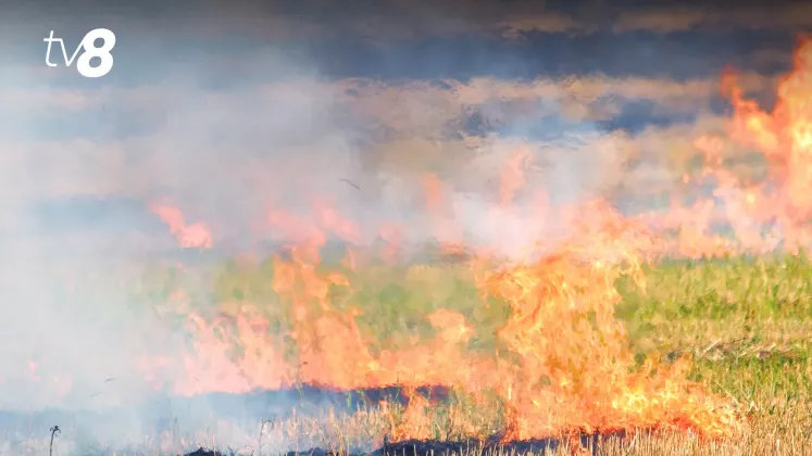 incendii vegetatie