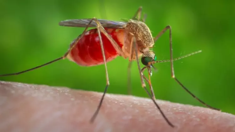 Mosquito-16-x-9