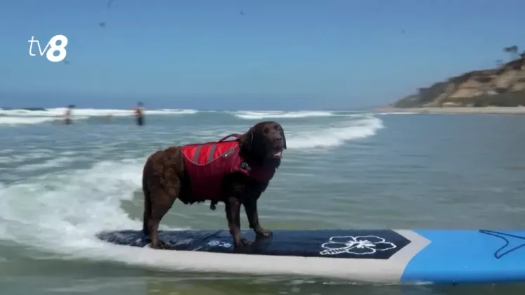 CÂINI SURFING