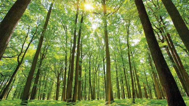 pădure