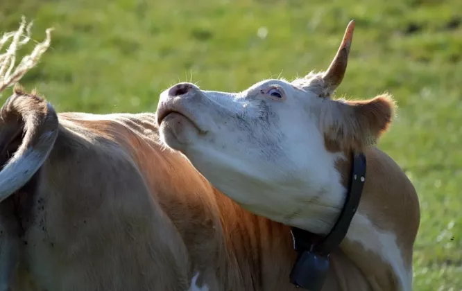 cow-3706380_960_720