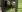 /VIDEO/ „Doamne, latră? Dați-ne banii înapoi!”. Câini vopsiți în urși panda, filmați într-o grădină zoo
