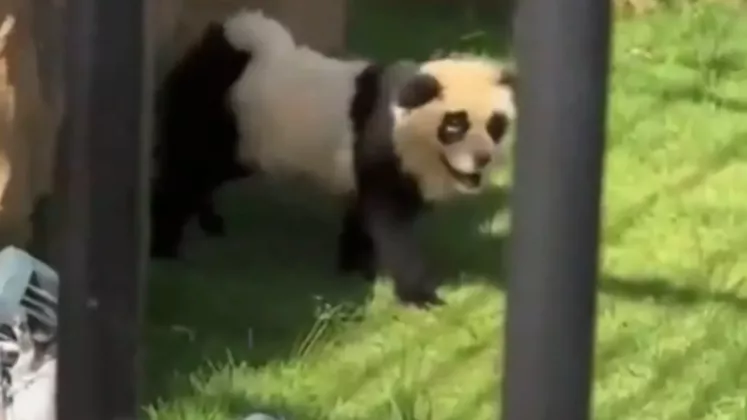 panda câine