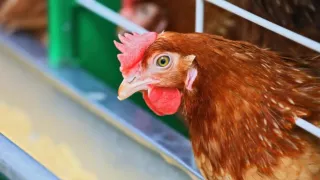 Молдова приостановила импорт мяса птицы из Украины: причины