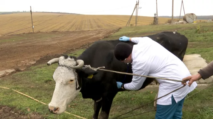 n782915v4_LIPSĂ VETERINARI.mxf.00_04_42_14.Still001