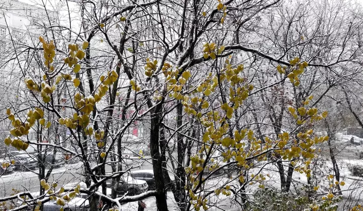 снег