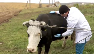 /ВИДЕО/ В Молдове острая нехватка ветеринаров: свободно около 400 вакансий, но нет желающих
