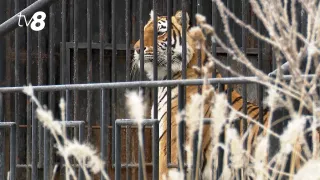 /VIDEO/ Familia de la zoo, pregătită de iarnă: Animalele au parte de condiții speciale