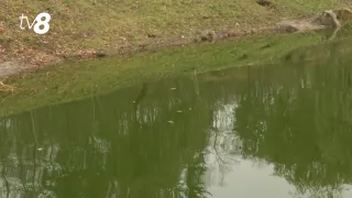 /VIDEO/ Apa unui lac din Chișinău s-a făcut verde: Oamenii sunt îngrijorați. Ce spun autoritățile