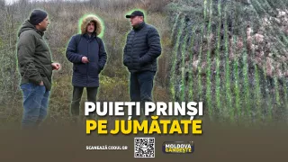 /VIDEO/ Jumătate dintre puieți s-au uscat în primul an. Cum arată o plantare nouă, din Fundul Galbenei, pe teren degradat