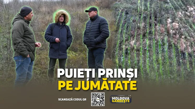 MOLDOVA GANDESTE - 07 12 2024 - COVER reportaj FUNDUL GALBENEI