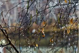 Хмурое и дождливое воскресенье. Прогноз погоды на сегодня, 8 декабря