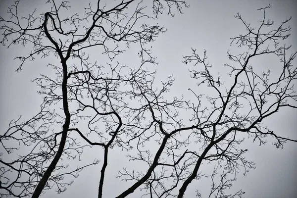 depositphotos_440929508-stock-photo-black-and-white-tree-branches