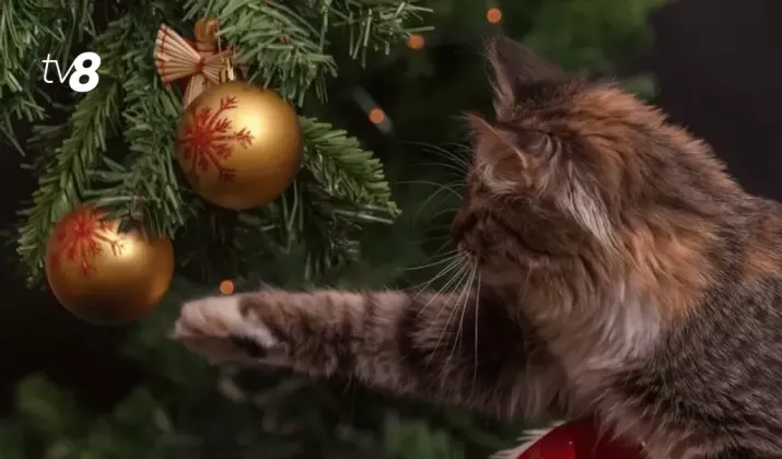 кошка и елка