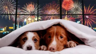 /ВИДЕО/ Новый год в тишине. Почему лучше отказаться от запуска пиротехники на праздники?