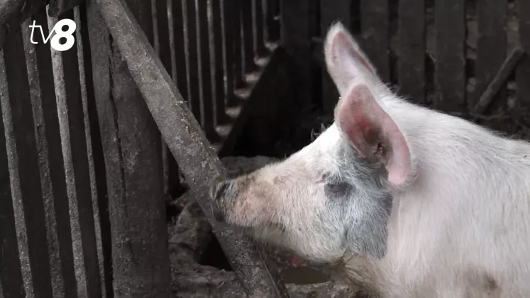porc