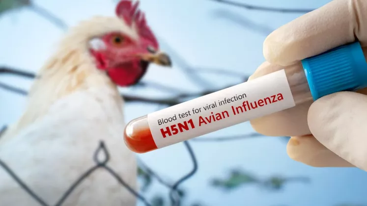 virus