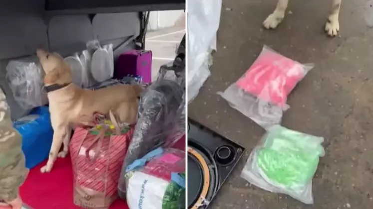 droguri germania md autobuz