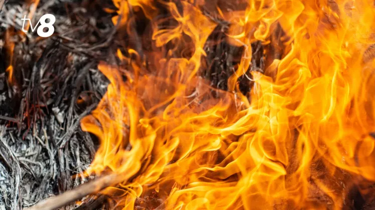 foc