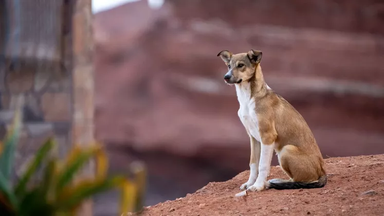 maroco dogs