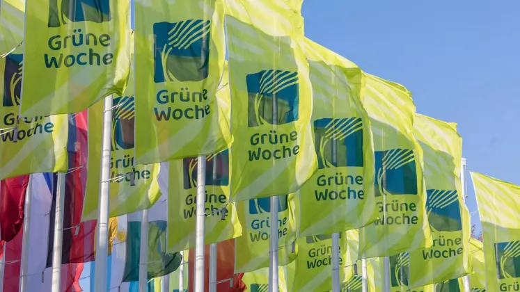 grune woher