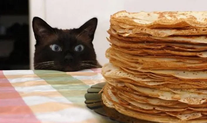 масленица кот