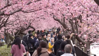 /VIDEO/ Au înflorit copacii de sakura: Mii de turiști au mers în Japonia pentru a admira cireșii