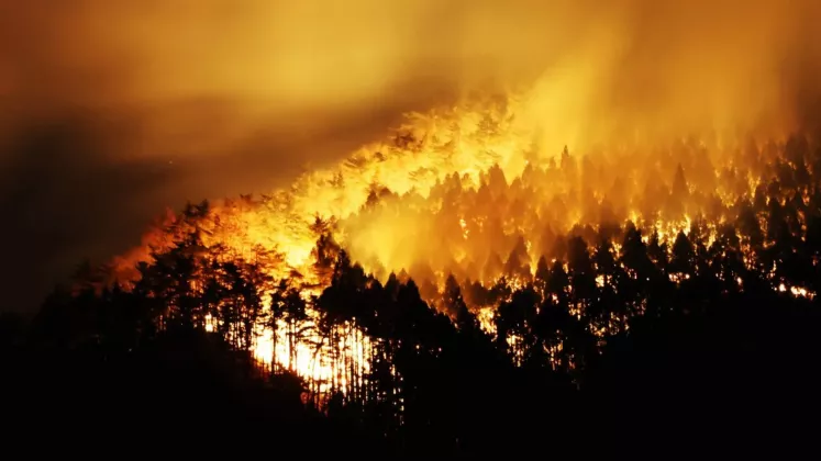 japan wildfire