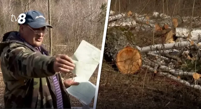 березовый лес криулянский район