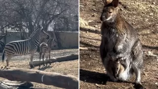 /ВИДЕО/ Бэби-бум в Кишиневском зоопарке: пополнение в семье зебр, кенгуру и муфлонов