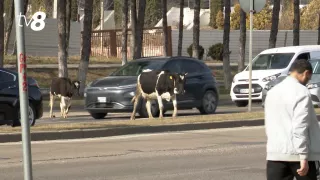 /VIDEO/ Cireadă de vaci, filmată pe o stradă din Chișinău: Cum au ajuns bovinele în traficul aglomerat