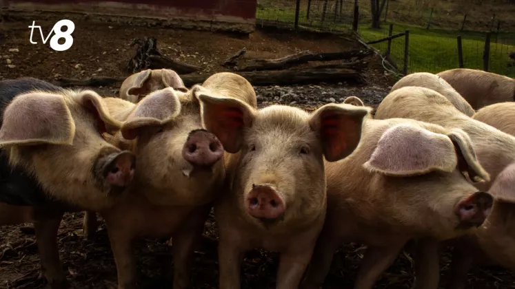 porci