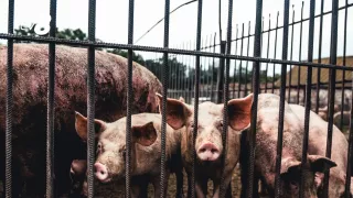 /VIDEO/ Focar nou de pestă porcină în Moldova: Încă 45.000 de porci vor fi sacrificați și înhumați