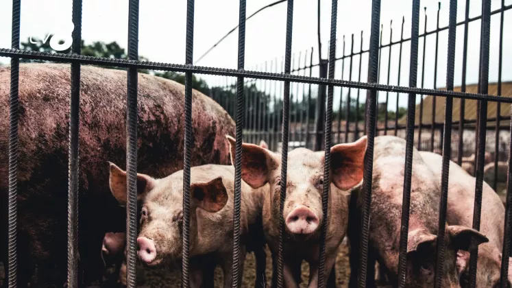 porci