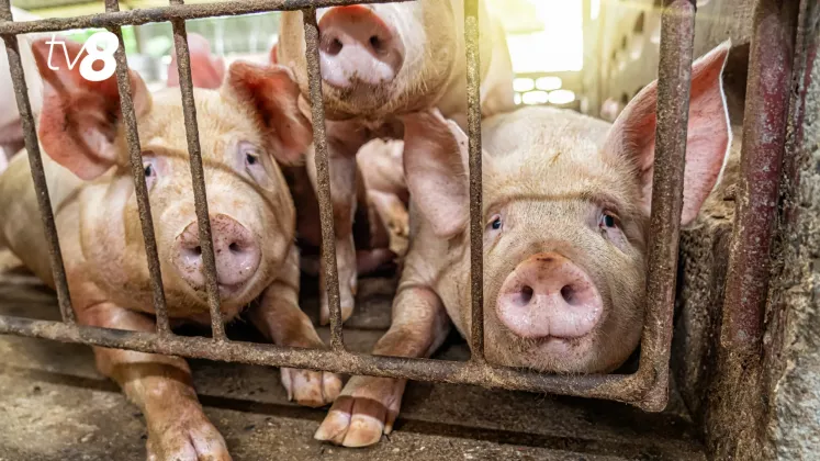 porci