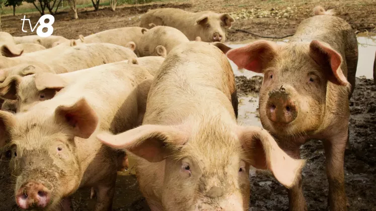 porci