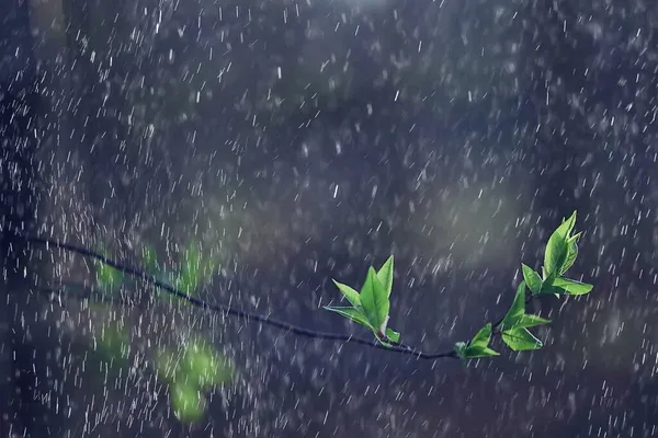 depositphotos_352826678-stock-photo-spring-rain-forest-fresh-branches