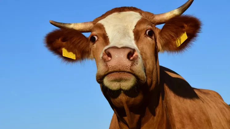 vaca