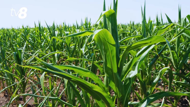 agricultura