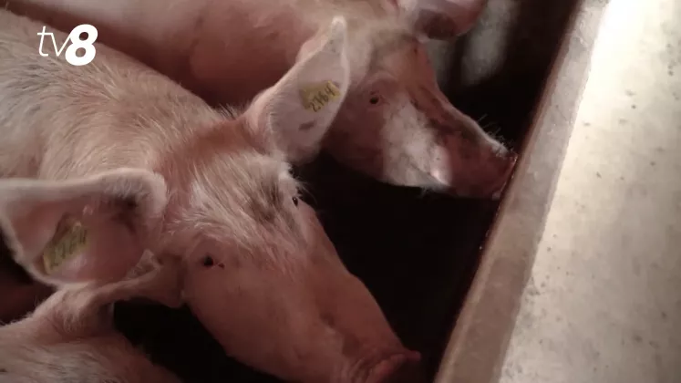 criza porci