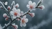 В Молдове продлили жёлтый код в связи с заморозками до 14 апреля