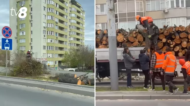 copaci renașterii