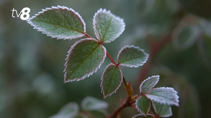 /HARTĂ/ Cod galben de îngheț în jumătate de Moldova: Când e valabil fenomenul 
