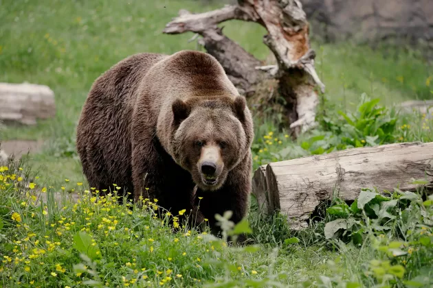 grizzly_hero