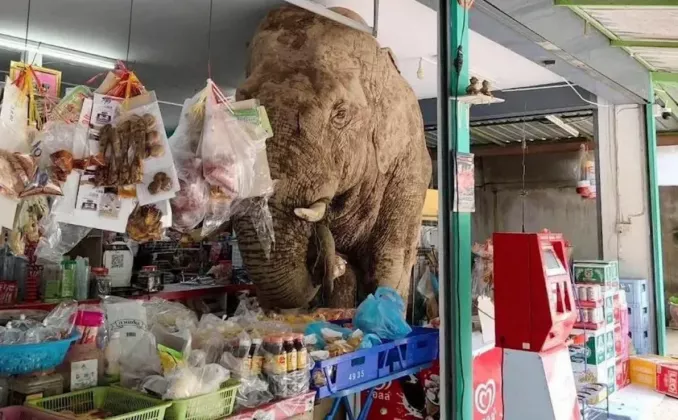 слон тайланд