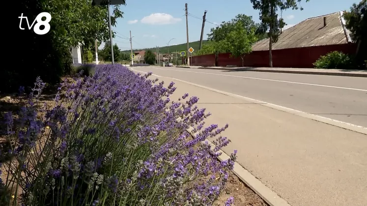 lavanda