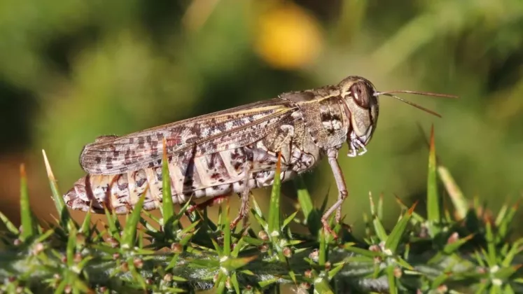 lăcustă